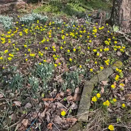 Die besten Frühblüher für den Vorgarten