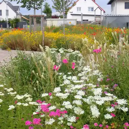 Die schönsten Pflanzen für den Vorgarten