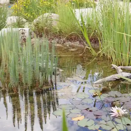 Teichpflanzen für die Flachwasserzone
