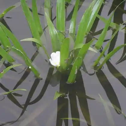Teichpflanzen für die Tiefwasserzone
