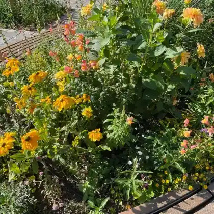 Blumen & Stauden für deinen Garten
