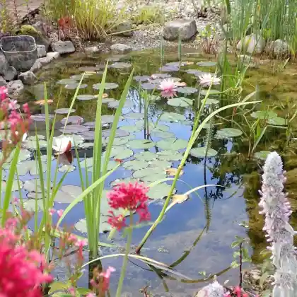 Schwimmpflanzen für den Teich