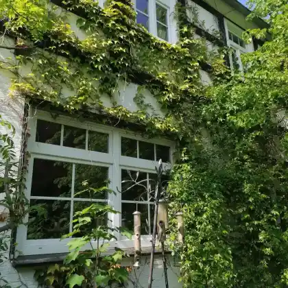Kletterpflanzen für Zaun und Hauswand