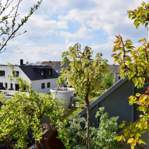 Winterharte Bäume für den Balkon oder Terrasse