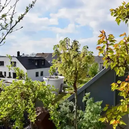 Winterharte Bäume für den Balkon oder Terrasse
