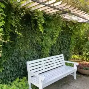 Kletterpflanzen