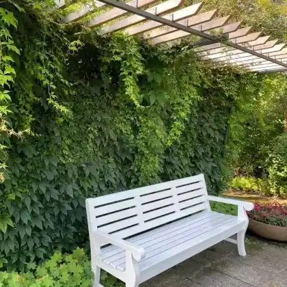 Kletterpflanzen