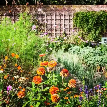 Blumen & Pflanzen für den Bauerngarten