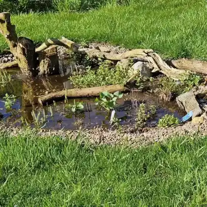 Blühpflanzen für dein Sumpfbeet