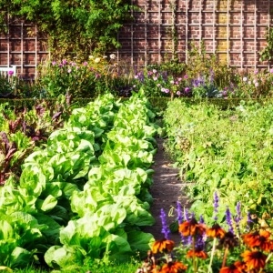 Nutzgarten