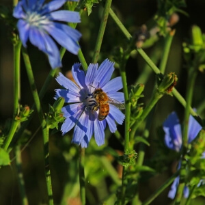 Bienenweiden als Lieferanten von Pollen und Nektar