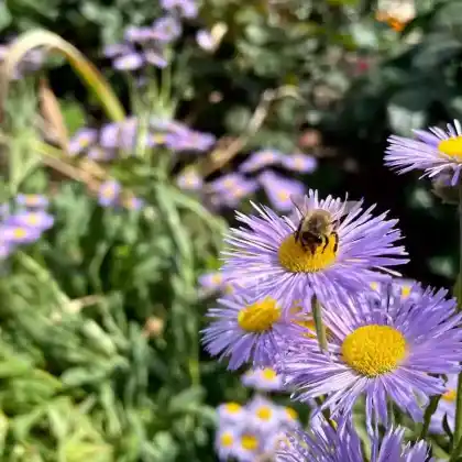 Die wichtigsten Pflanzen für Wildbienen
