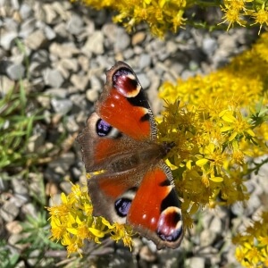 Schmetterlingspflanzen
