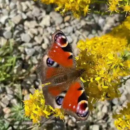 Schmetterlingspflanzen