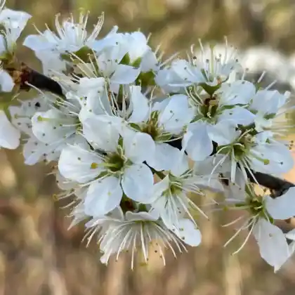 Heimische Sträucher für Vögel, Bienen und Schmetterlinge