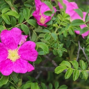 Bodendeckerrosen