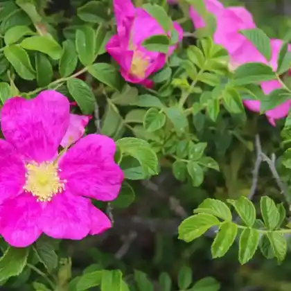 Bodendeckerrosen