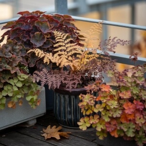 Stauden mit schöner Herbstfärbung für schattige Balkone