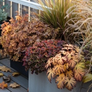 Stauden mit schöner Herbstfärbung für sonnige Balkone