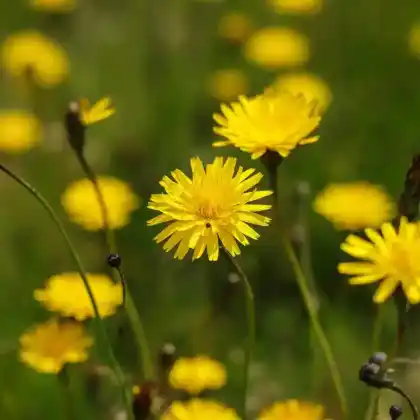 Herbstblüher für sonnige Balkone