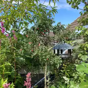 Obstgehölze für den Balkon und Terrasse