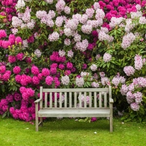 Rhododendron