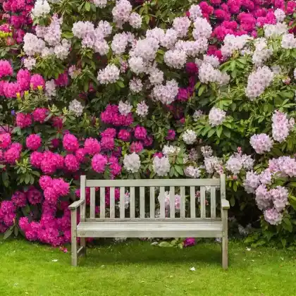 Rhododendron