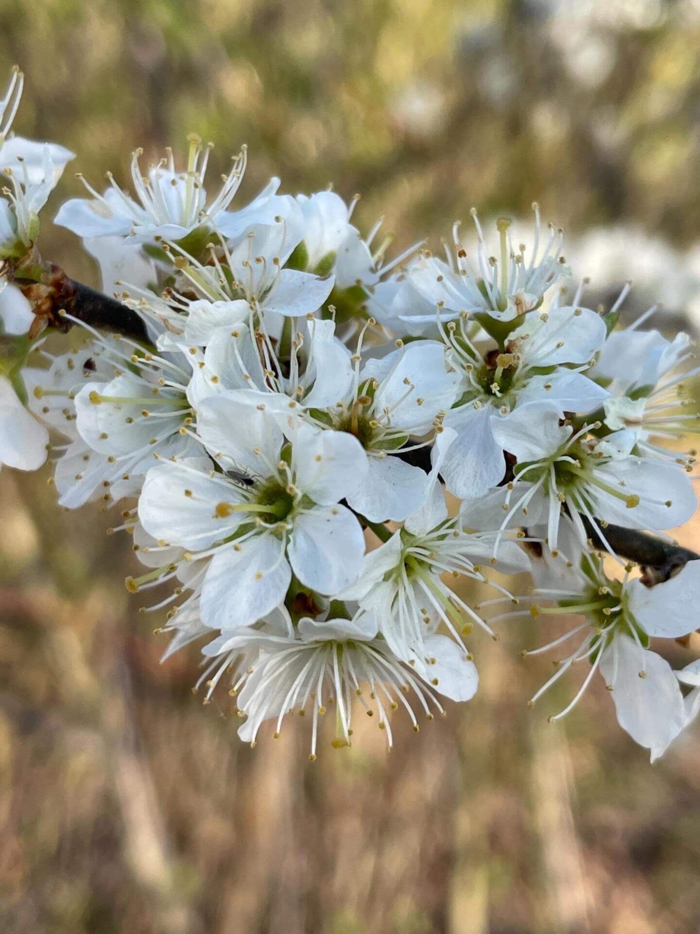 50+ Sträucher Für Bienen Schmetterlinge Und Vögel, Im hochsommer