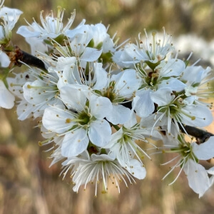 Heimische Sträucher für Vögel, Bienen und Schmetterlinge