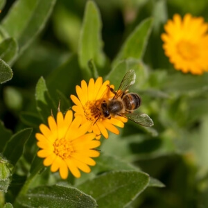 Top 10 Insektenfreundliche Pflanzen für den Südbalkon