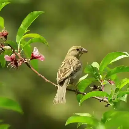 Nahrungsquellen für Vögel