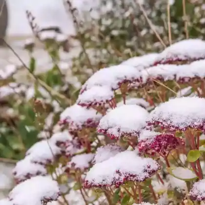 Winterharte Stauden