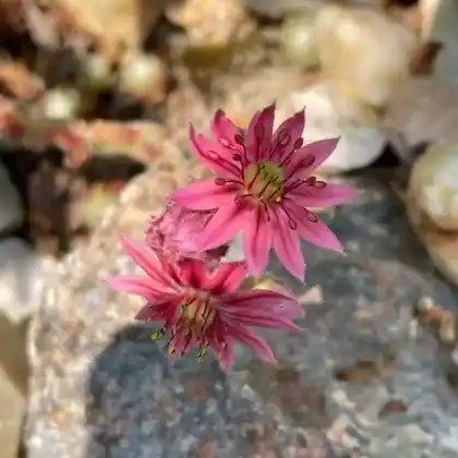 Stauden mit roten Blüten