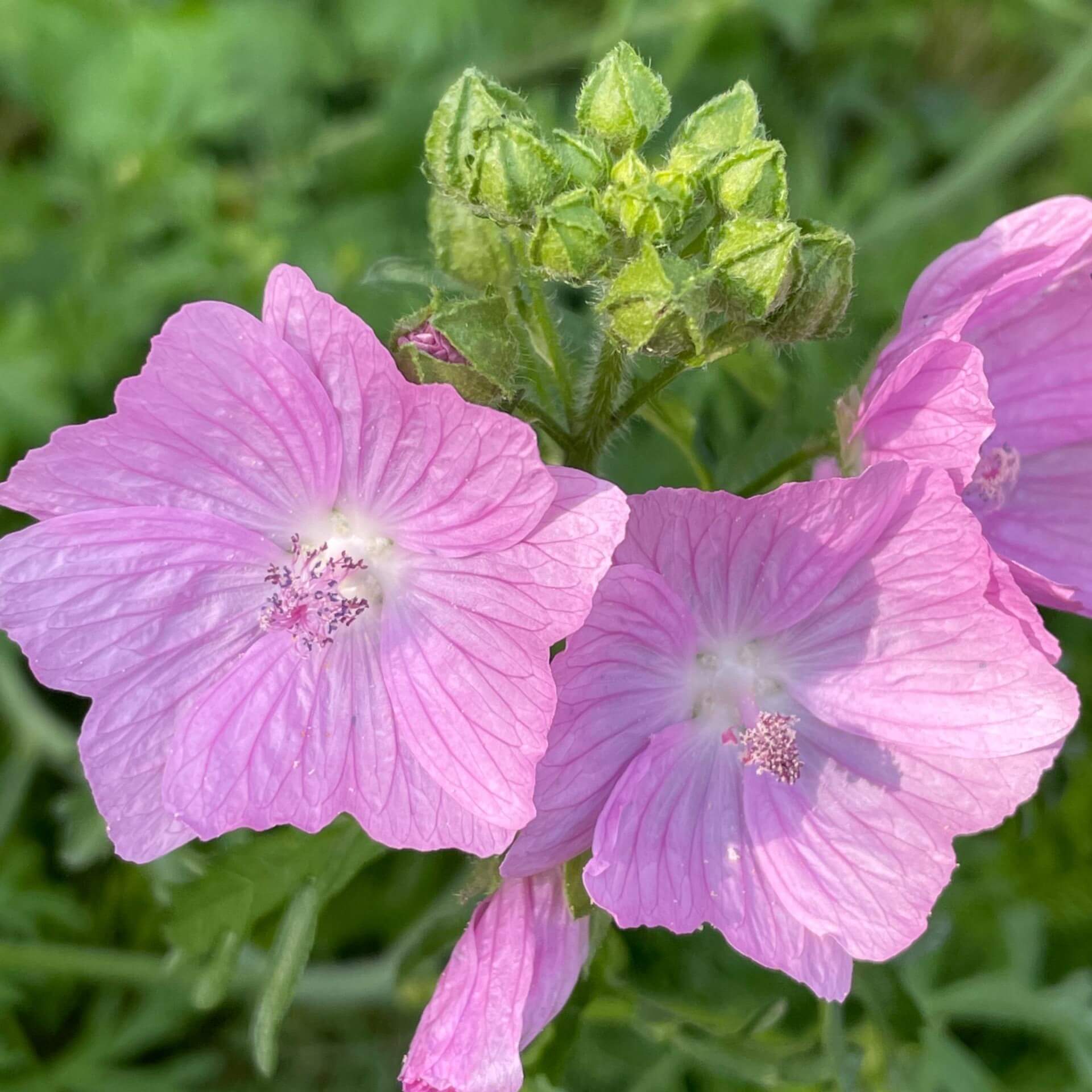 Stauden mit rosa Blüten
