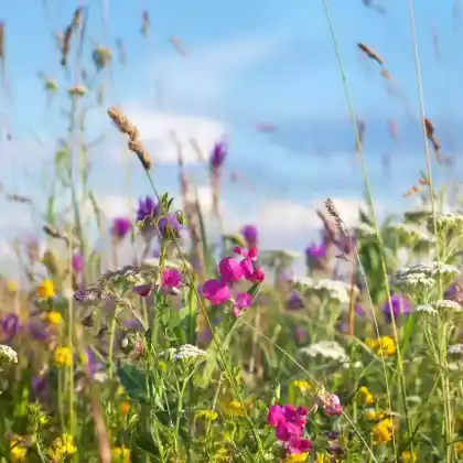 Wiesenpflanzen- und kräuter