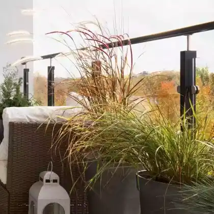 Gräser für Balkon und Kübel