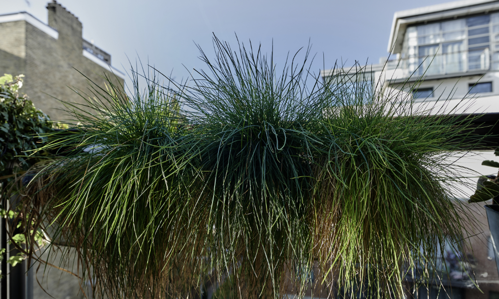 Balkon: Gras als Sichtschutz Balkon: Gras als Sichtschutz
