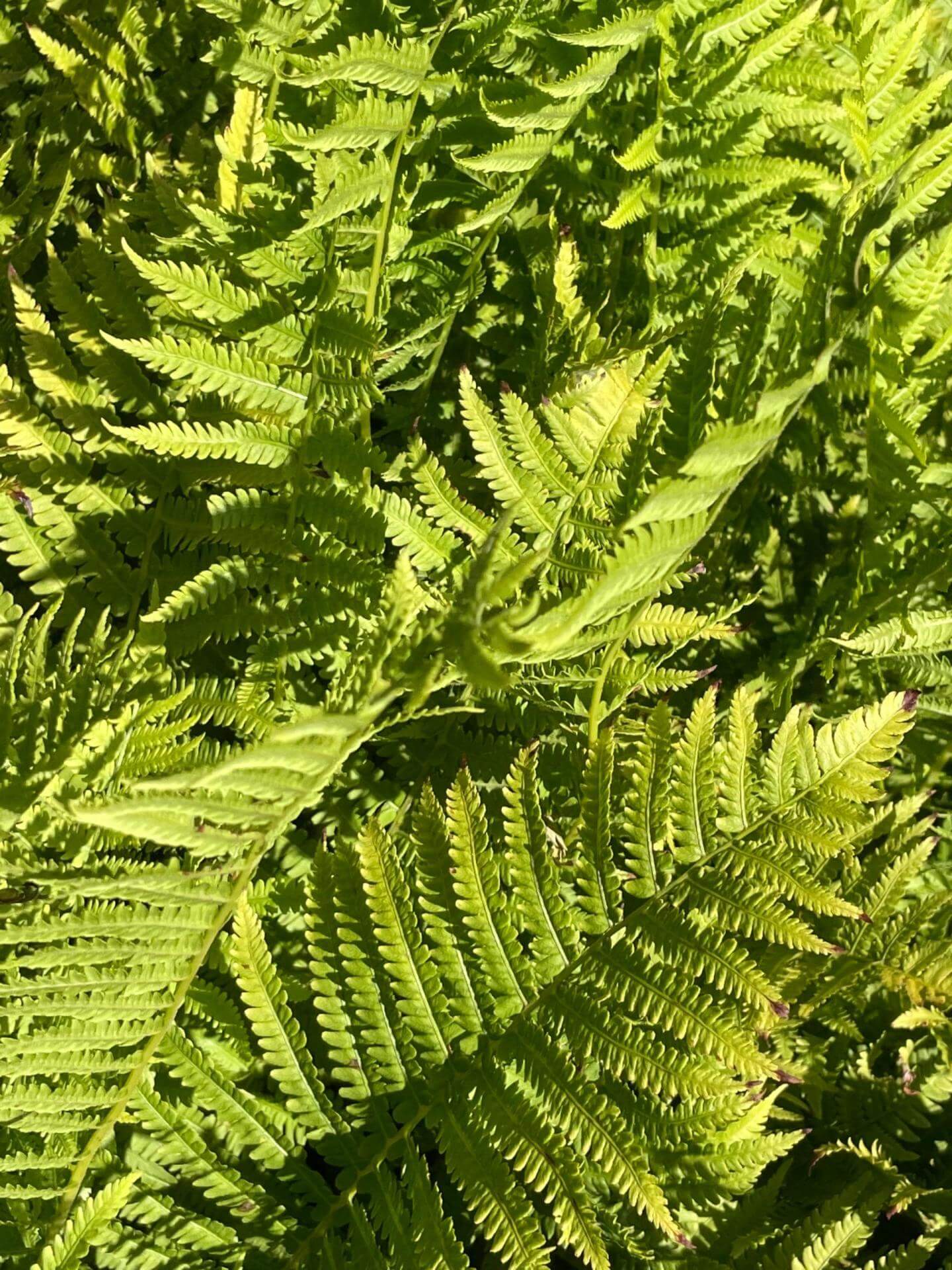 Farne für den Garten Pflanzenübersicht