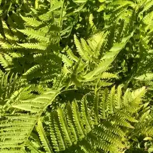 Farne für den Garten