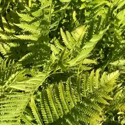 Farne für den Garten