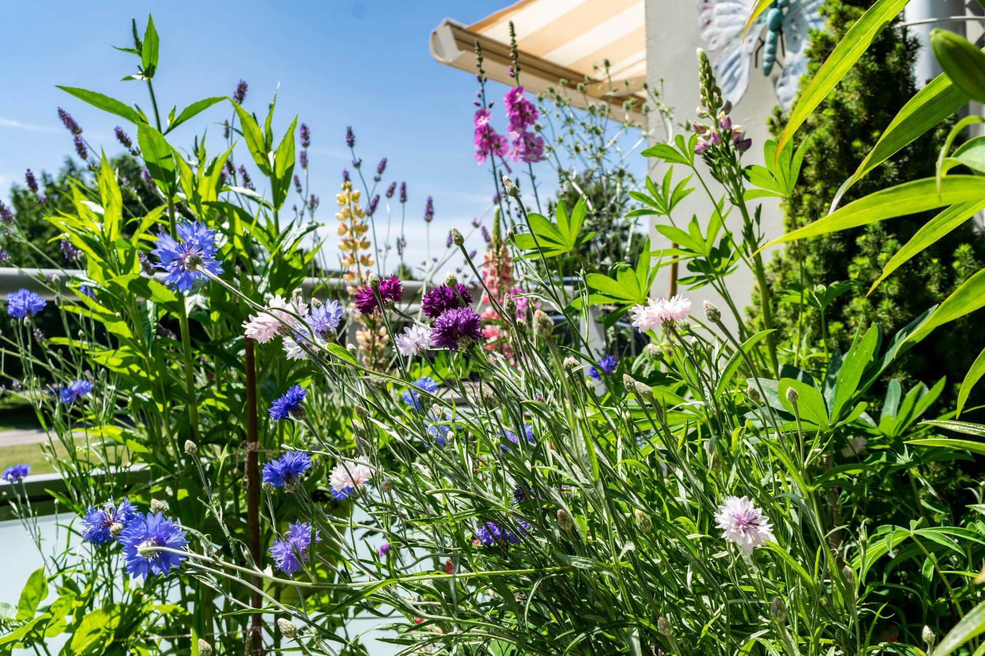 Sonniger Balkon? Die Besten Pflanzen in der Übersicht
