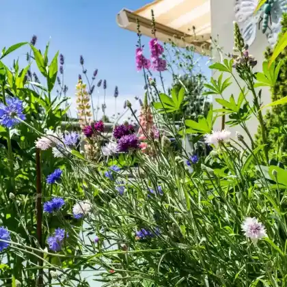 Pflanzen für einen sonnigen Balkon