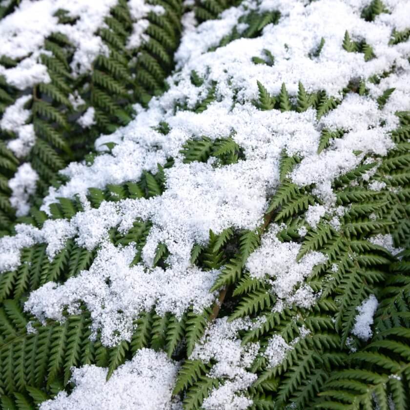 Farne für den Garten Pflanzenübersicht