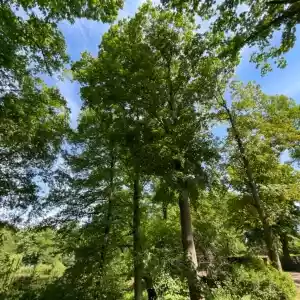 Bäume für den Garten
