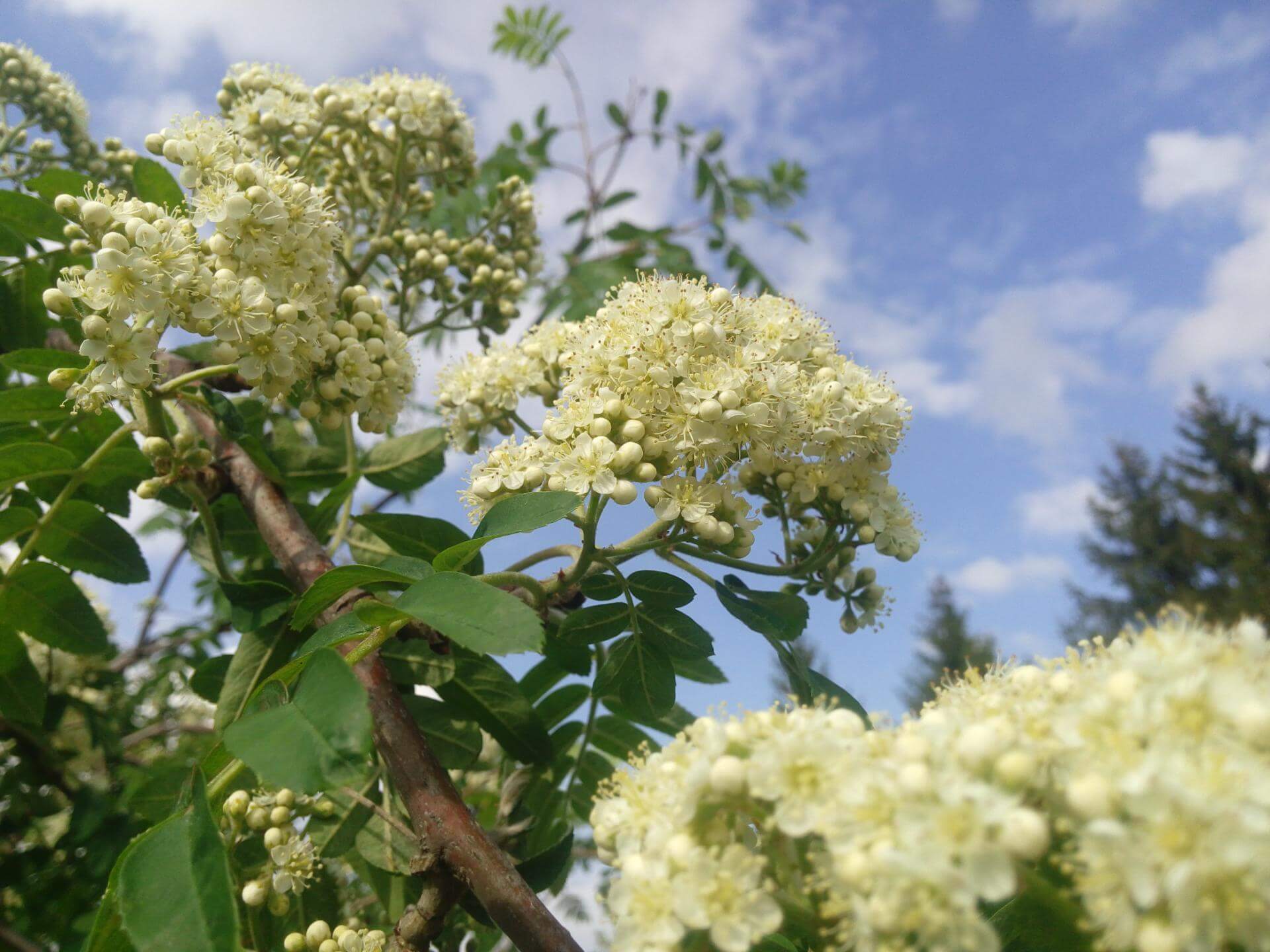 Bäume mit weißen Blüten