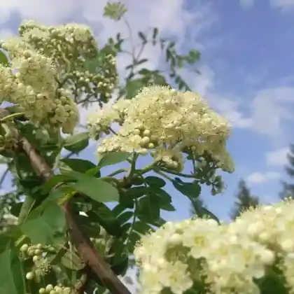 Bäume mit weißen Blüten