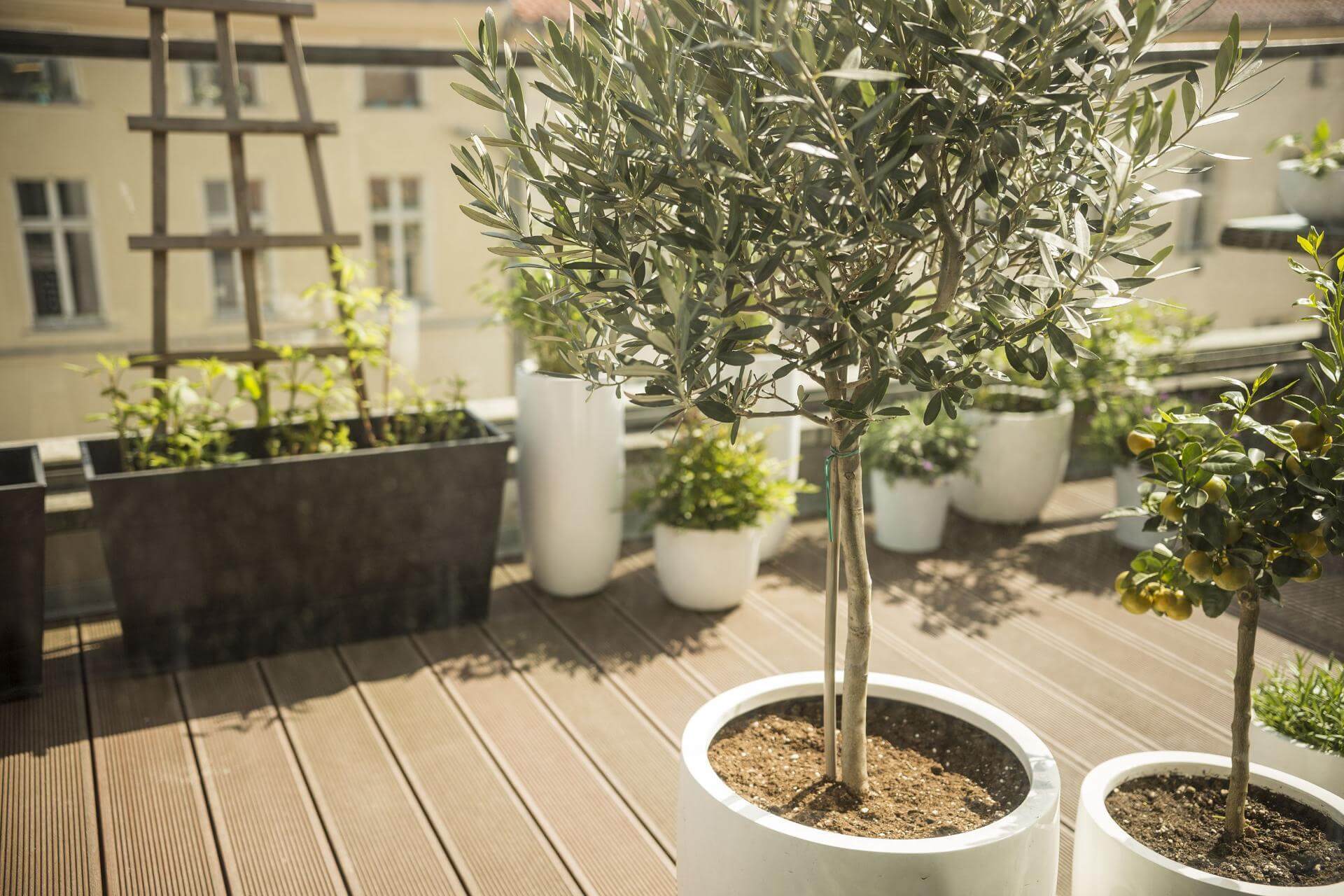Bäume für Kübel und Balkon