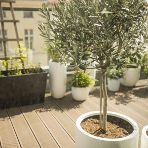 Bäume für Kübel und Balkon