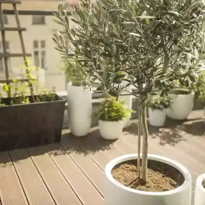Bäume für Kübel und Balkon