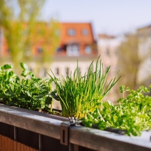 Kräutergarten auf dem Balkon